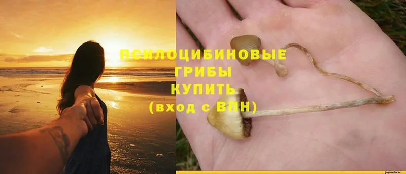 Галлюциногенные грибы Cubensis  ОМГ ОМГ ссылки  Сергач 